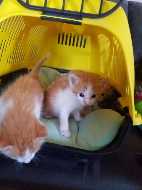 orange tabby kittens for free