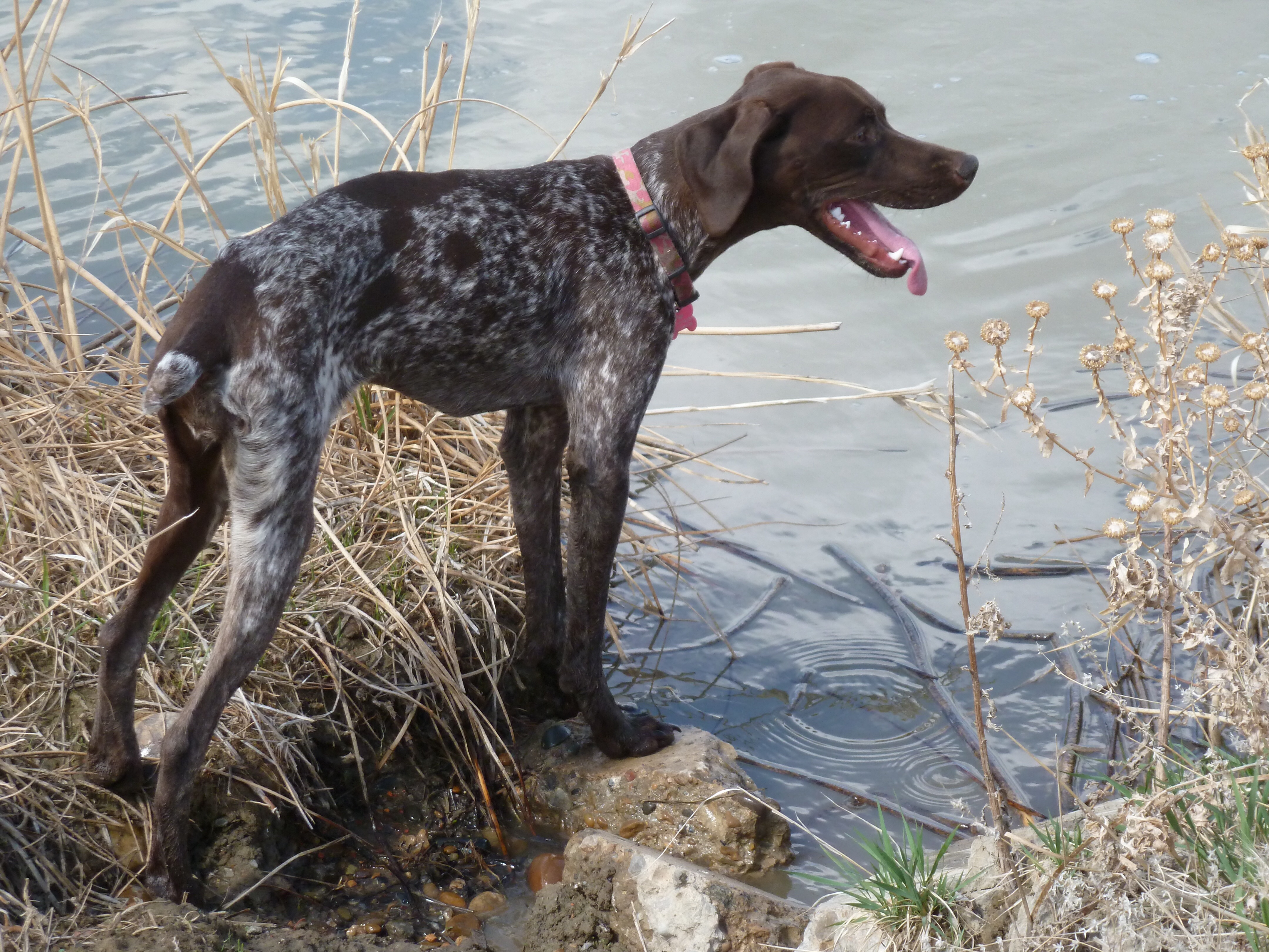 Lost German Shorthair Mondak Animal Rescue