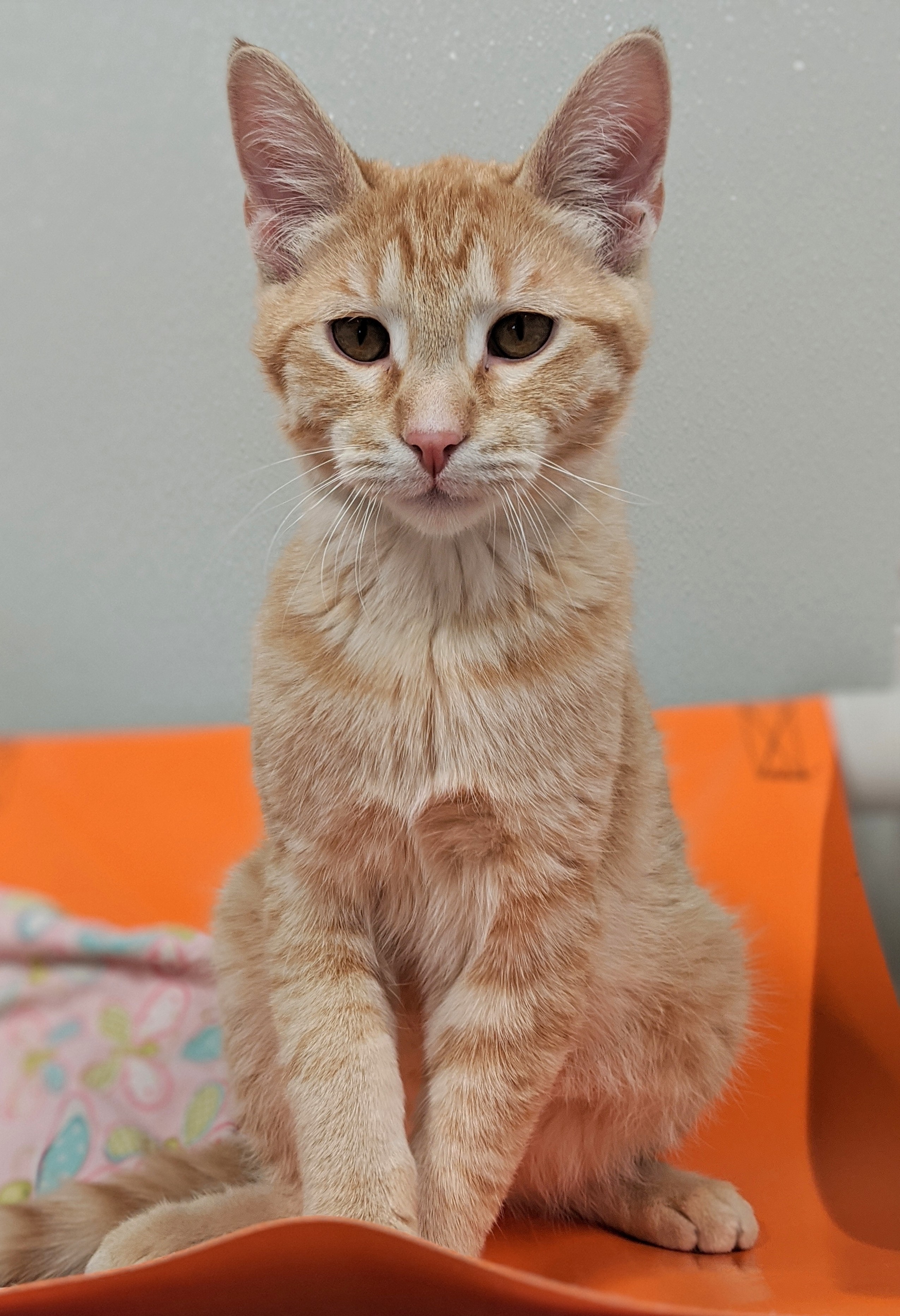 Butterfinger - MonDak Animal Rescue